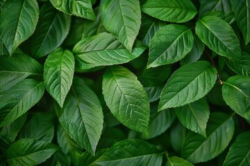 Canvas Print - Green leaves pattern background, Natural background and wallpaper - generative ai