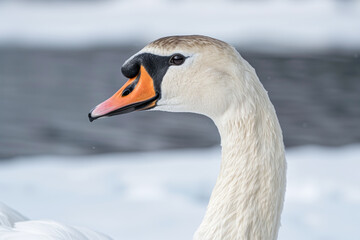 Wall Mural - Close up of the head and neck of an elegant swan, orange beak and black eyes