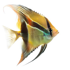 Poster - Angelfish front view full body isolate on transparency background PNG
