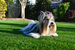© Dominique - Charming long-haired Biewer Terrier with a pink bow, lying on a lush green artificial turf lawn on a sunny day.