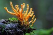 © kardaska - Cordyceps or Ophiocordyceps sinensis mushroom herb is fungus for used as medicine