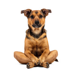 Wall Mural - dog doing yoga meditation, full body on transparency background PNG
