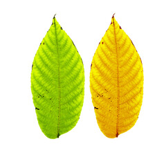 Wall Mural - Close up autumn walnut leaves with natural texture isolated on white background. Natural bring yellow and green autumn leaf, decorative element, macro photo of autumnal foliage. Seasonal fall leaves