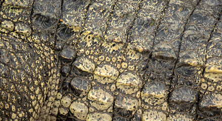 Background: Crocodile skin is dark black. The pattern on the crocodile skin is sharp and highly detailed.	