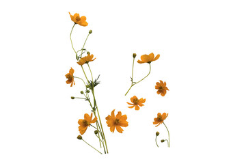 Wall Mural - orange flowers cosmos local flora arrangement flat lay postcard style 