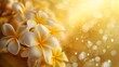 © horizon - A beautiful yellow background with golden rays of sunlight shining on the delicate petals of frangipani flowers, creating an enchanting and dreamy atmosphere.