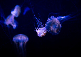Sticker - Blue jellyfish swim in the sea on a black background