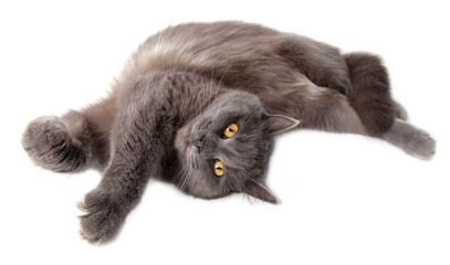 Wall Mural - Gray cat lies on a white background