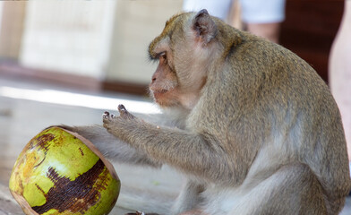 Canvas Print - A monkey eats a coconut