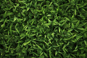 Wall Mural - A lush green field of grass with many leaves