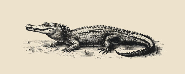 crocodile Engraving style. Simple pencil drawing. vector simple illustration