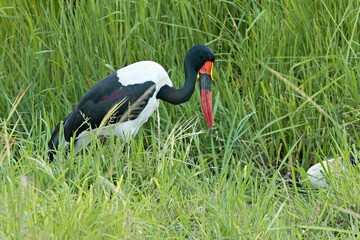 Wall Mural - Saddle-Billed Stork (Ephippiorhynchus senegalensis) in South Luangwa National Park. Zambia. Africa.