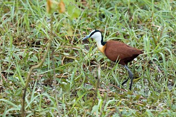 Wall Mural - African Jacana (Actophilornis africanus) in South Luangwa National Park. Zambia. Africa.