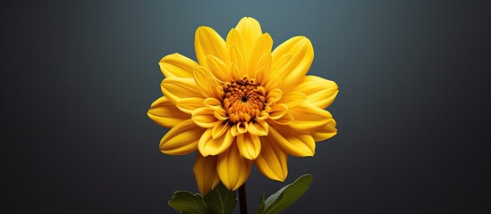 Wall Mural - A vibrant yellow flower with copy space image