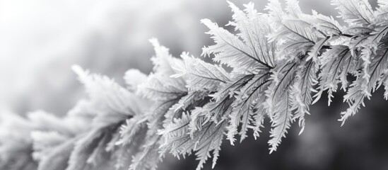 Poster - A close up winter background with icy spruce branches in black and white providing ample space for text in the image
