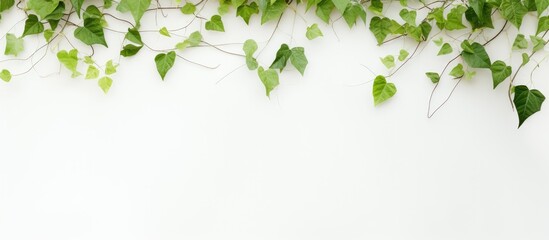 Nature green leaf concept on white wall background with a vine creeper Copy space image