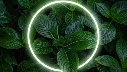 Beautiful and fresh green leaves with circle neon light