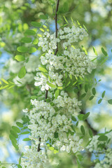 Wall Mural - Acacia tree flowers blooming in the spring. Acacia flowers branch with a green background