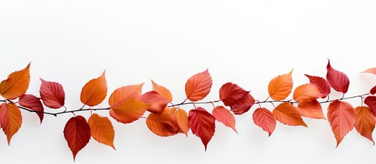 Wall Mural - leaves against a white background providing ample copy space for text or images