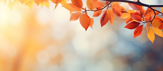 Wall Mural - autumn colored leaves adorning the branches of a tree creating a beautiful copy space image