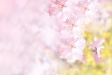 Fototapeta Sport - 春のイメージ、桜の花とピンク色の背景イラスト(effected photo of cherry blossoms illustration. not AI)
