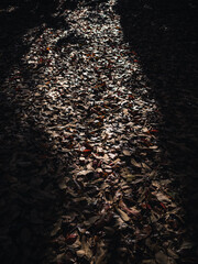 Wall Mural - Leaves on the ground