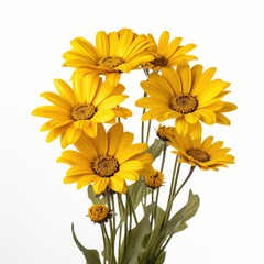 Sticker - Yellow daisies on white background