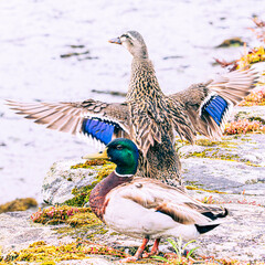 Sticker - duck in the pond