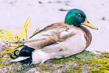 Sticker - duck in the pond