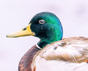 Sticker - duck in the pond