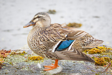 Canvas Print - duck in the pond