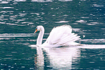 Wall Mural - swan in the water