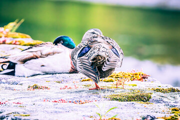 Canvas Print - duck in the pond