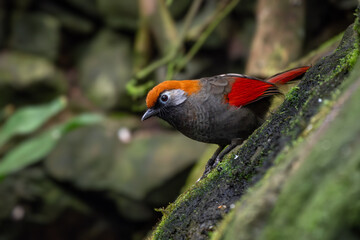 Wall Mural - Red-tailed Laughingthrush - Trochalopteron milnei, beautiful colored perching bird from forests and jungles of Central and Eastern Asia, China.