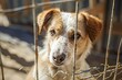 © ArtSpree - A white-red dog in a shelter for homeless animals stands behind the fence of the aviary and looks out. Animal in a cage. Bottom view.. Beautiful simple AI generated image in 4K, unique.