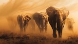 Fototapeta  - Wild: A herd of elephants walking through a dusty savannah