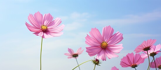 Poster - A stunning pink cosmos flower shines against a background of white sky with ample copy space for text or images
