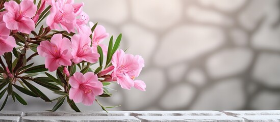 Aufkleber - A pink nerium oleander twig with beautiful blooms against a backdrop of white bricks Ample space available for adding text