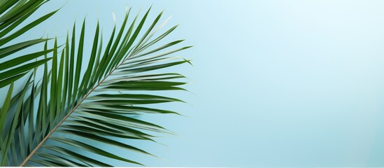 Fototapete - The photo shows a copy space image featuring palm leaves and a line