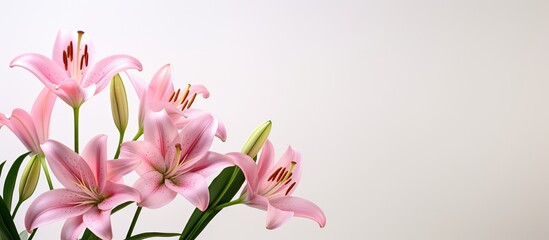 Poster - A stunning copy space image of pink lily flowers set against a light background