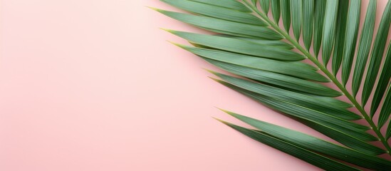 Poster - A copy space image of a vibrant green tropical leaf rests on a pastel pink vintage style abstract background seen from a top view