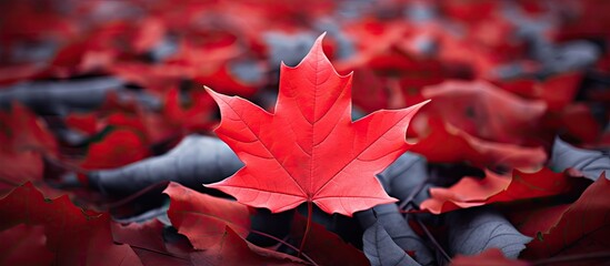 Aufkleber - The vibrant maple leaf stands out against the background leaving room for other elements in the copy space image 98 characters