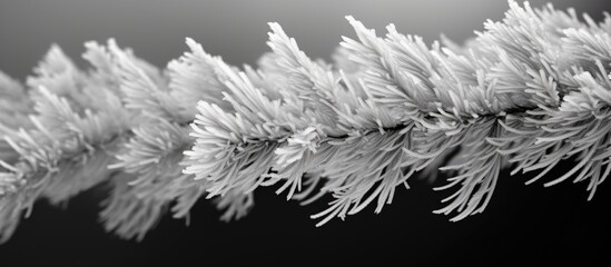 Poster - A close up winter background with icy spruce branches in black and white providing ample space for text in the image