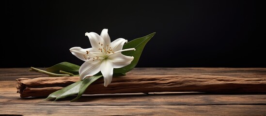 Fototapete - A stunning vanilla blossom and stick placed on a rustic wooden backdrop with ample copy space image