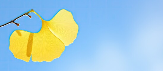 Leinwandbilder - A Ginkgo tree leaf in vivid yellow hue against a serene blue sky providing ample space for other elements in the image