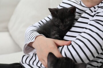 Wall Mural - Little girl with cute fluffy kittens on sofa indoors, closeup