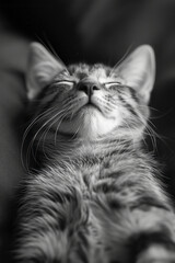 Wall Mural - A relaxed cat with closed eyes and a peaceful smile, lying on its back with paws in the air,