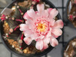 © start stocker - Cactus flower blooming and colourful of beautiful close up  gymnocalycium variegated cactus