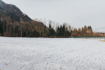 Wall Mural - a snow covered field with pine trees and a fence with slats