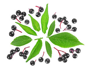 Wall Mural - Black elderberry fruits and green leaves isolated on a white background, view from above. Healing berries of Sambucus.